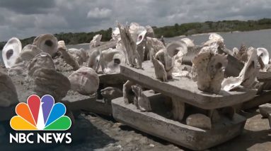 Florida Citizen Scientists Are Running Oyster Nurseries To Restore Endangered Habitat
