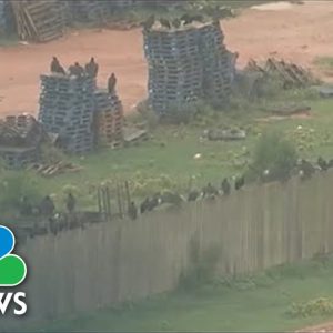 Bird Flu Kills At Least 700 Vultures At Georgia Animal Sanctuary