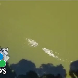 Florida Man Survives 12-Foot Alligator Attack