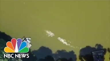 Florida Man Survives 12-Foot Alligator Attack