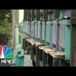 Droughts In Romania Causing Bee Population And Honey Production To Diminish