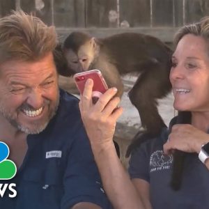 Meet The Monkey That Called 911 On A Stolen Zoo Cell Phone