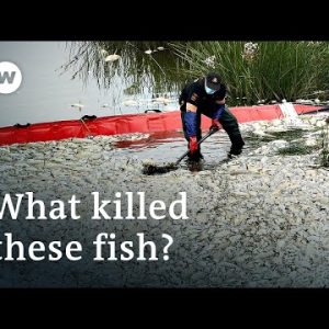 Mystery surrounds mass fish die-off in Germany's Oder River | DW News