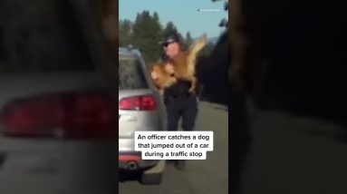 An #Officer Catches A Dog That Jumped Out Of A Car During A Traffic Stop