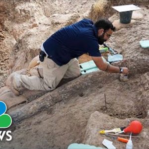 Straight Tusk From Prehistoric Elephant Found In Israel
