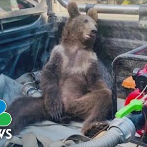 Watch: Brown Bear Cub High On ‘Mad Honey’ Rescued In Turkey