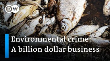 Why the EU is failing to persecute one of its biggest environmental disasters | DW News