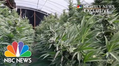 EXCLUSIVE: Human Trafficking Fueling The Marijuana Industry