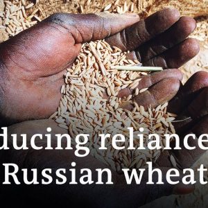 Senegal wheat prices create demand for locally-sourced cereals