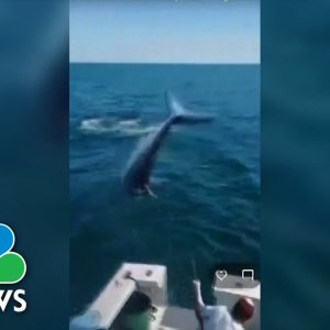 Watch: Video Shows 7-Foot Mako Shark Jump Onto Fishing Boat In Maine
