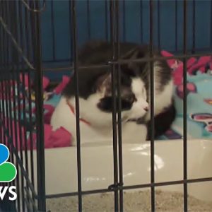 Volunteers Look For Homes For 200 Cats Found In Connecticut Home In June