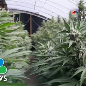 California AG Cracking Down On Human Trafficking On Marijuana Farms: Exclusive