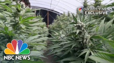 California AG Cracking Down On Human Trafficking On Marijuana Farms: Exclusive