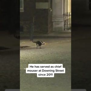 Resident Cat At British PM’s House Chases Off #Fox