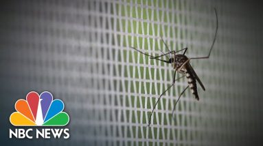 Plagued By Mosquito Bites? New Research Suggests Why, With Public Health Implications