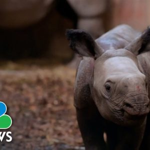 Watch: Video Shows Birth Of Rare One-Horned Rhino In The U.K.