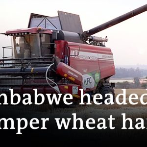 Zimbabwe boosts wheat growing amid global shortage | DW News