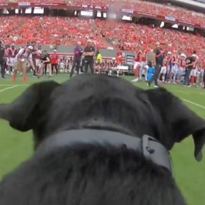 Meet Ripken: The Tee-rrific Pup | Nightly News: Kids Edition