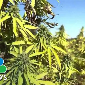 New York Approves First Licenses To Sell Legal Marijuana