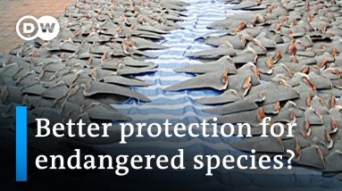 Endangered species summit ahead of 'historic' shark protection decision? | DW News