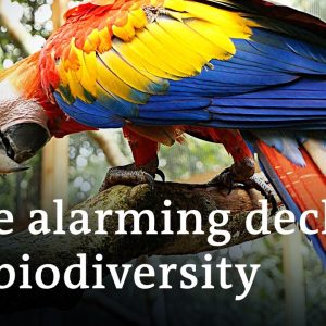 Why we need to fear the loss of biodiversity as much as climate change | DW News
