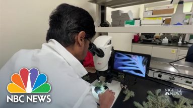 How Scientists Are Creating The Perfect Christmas Tree