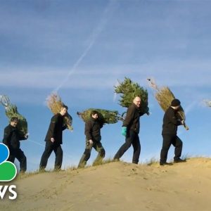 How To Recycle Your Christmas Tree