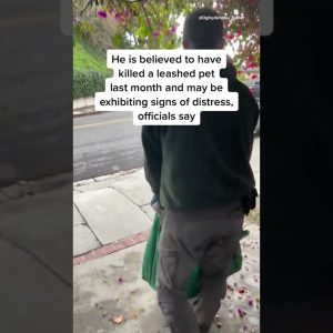 #LosAngeles Mountain Lion P-22 Captured For Evaluation