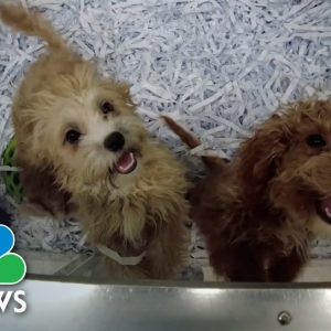 New York Bans Sell Of Dogs, Cats And Rabbits In Stores