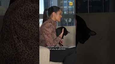 The Cast Of Puss in Boots: The Last Wish Get Distracted by Cats #shorts