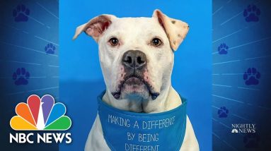 Therapy Dog On A Mission Of Compassion And Acceptance