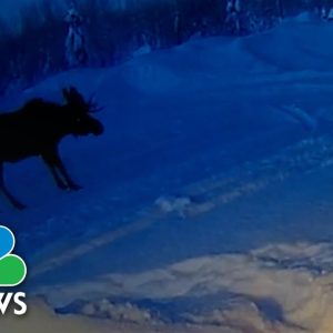 WATCH: Doorbell Video Shows Moose Shedding Its Antlers