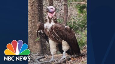 Dallas Zoo offers reward in 'suspicious' death' of vulture