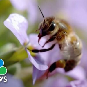 First honeybee vaccine approved in U.S.