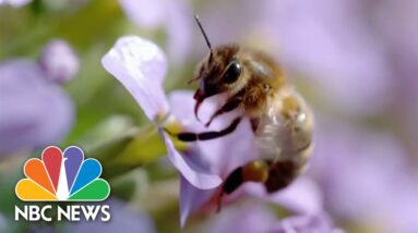 First honeybee vaccine approved in U.S.