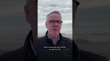 Humpback whale stranded on New York beach | DW News