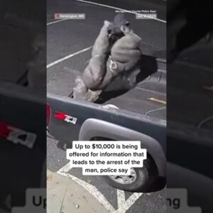 Man steals #Gorilla statue