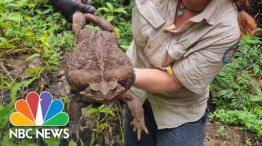 Meet 'Toadzilla' – Australia's record-breaking cane toad