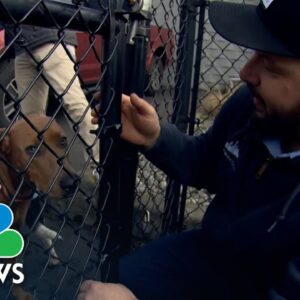 Community jumps in to rescue dozens of dogs after fire at Seattle dog daycare