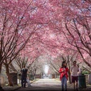 Spring is here! Take a sneak peak at Washington, D.C.'s cherry blossoms | Nightly News: Kids Edition