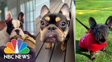 French Bulldogs surpass Labrador Retrievers as most popular dog breed