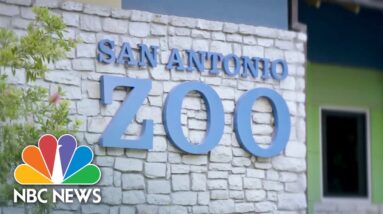 Seven people sent to hospital after massive tree branch falls at San Antonio Zoo