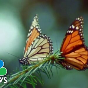 New efforts underway to protect dwindling monarch butterfly population