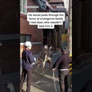 #Zebra on the loose in #Seoul