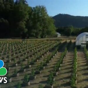 California small cannabis farmers face threats from severe weather and big corporations 