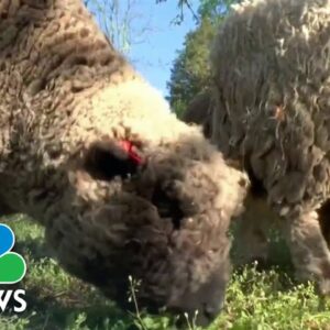 D.C. communities use sheep to mow lawns