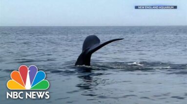 How climate change is putting endangered North Atlantic right whales at heightened risk