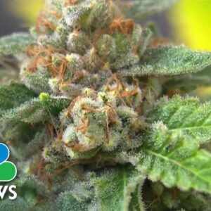 Lawmakers to address cannabis reform on 4/20