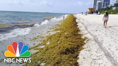 Masses of seaweed multiplying at record-breaking levels and heading for Florida’s beaches