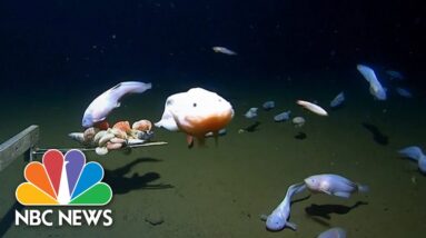 New records set for deepest fish ever caught  – and caught on camera